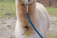 IMG_20230318_160619a