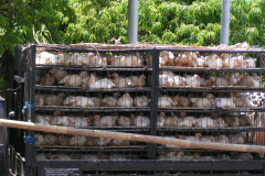 PICT6291