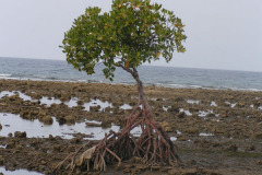 PICT6738