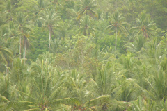 PICT6884