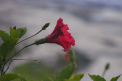 PICT7156