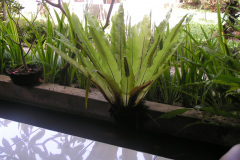 PICT7195