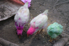 PICT7285