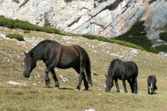 harte Burschen auf kargem Boden
